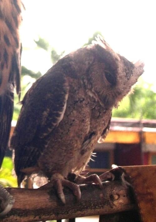 Luzon Lowland Scops Owl reference