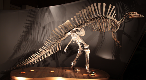 Ouranosaurus reference