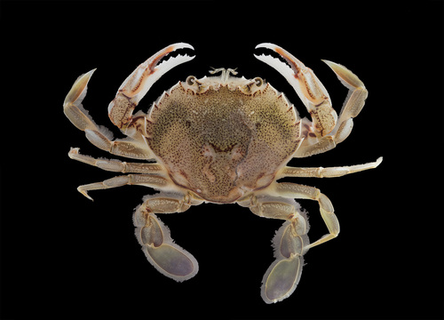 New Zealand Paddle Crab reference