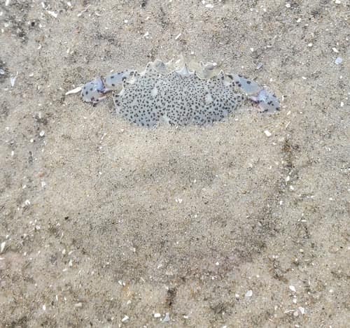 Lady Crab reference