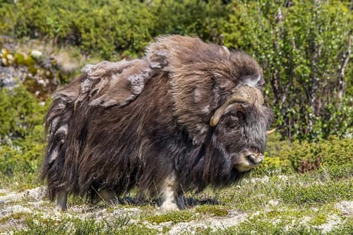 Muskox reference