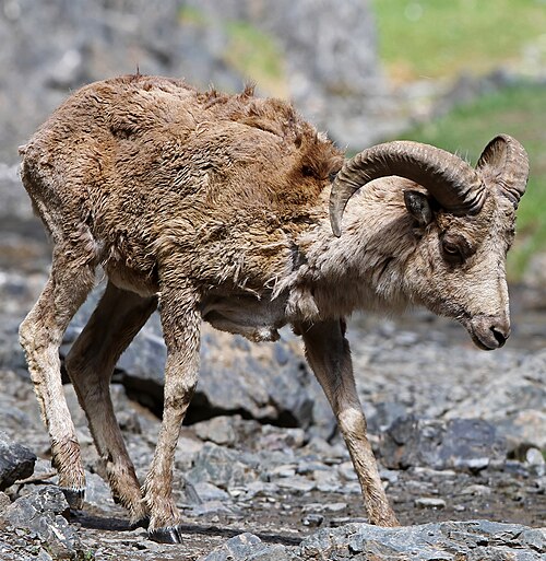 Argali reference