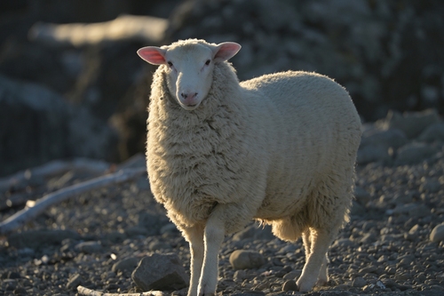 Domestic Sheep reference