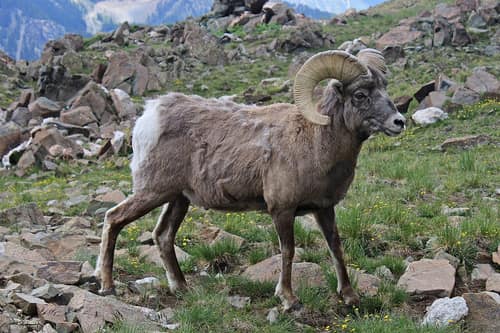 Bighorn Sheep reference