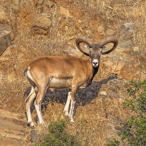 Mouflon reference