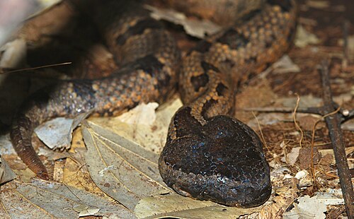 Mountain Pit Viper reference