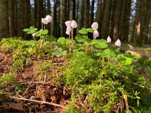 Common Woodsorrel reference