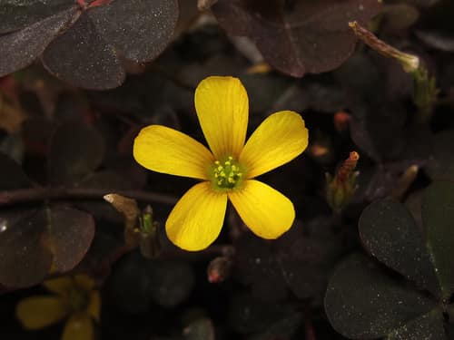 Creeping Woodsorrel reference