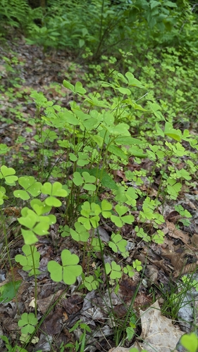 Great Yellow Woodsorrel reference