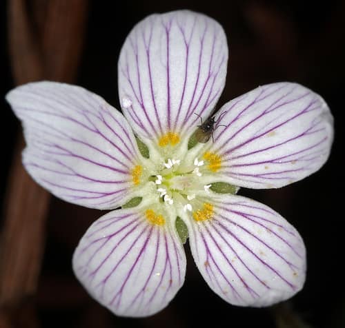 Redwood Sorrel reference