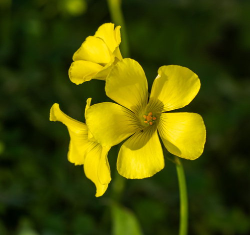 Bermuda Buttercup reference