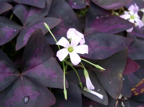 False Shamrock reference