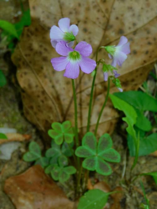 Violet Woodsorrel reference