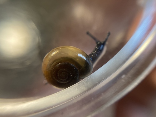 Garlic Snail reference