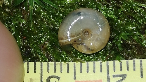 Cellar Snail reference