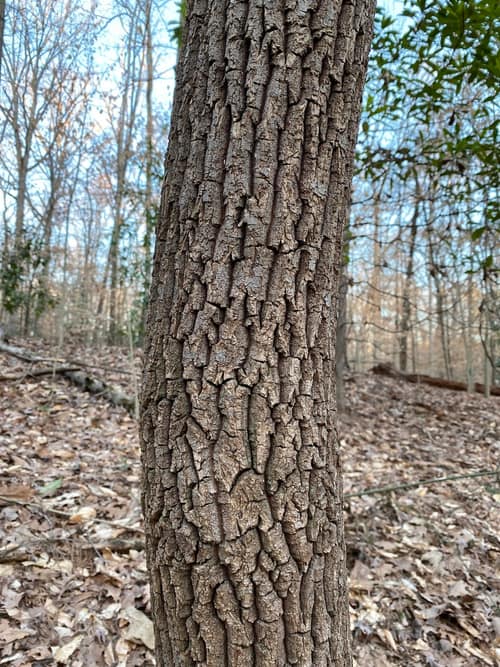 Sourwood reference