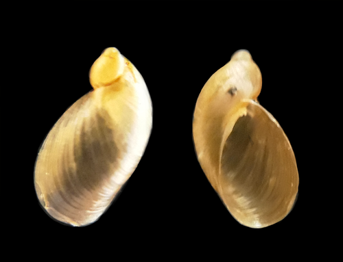 Slender Amber Snail reference