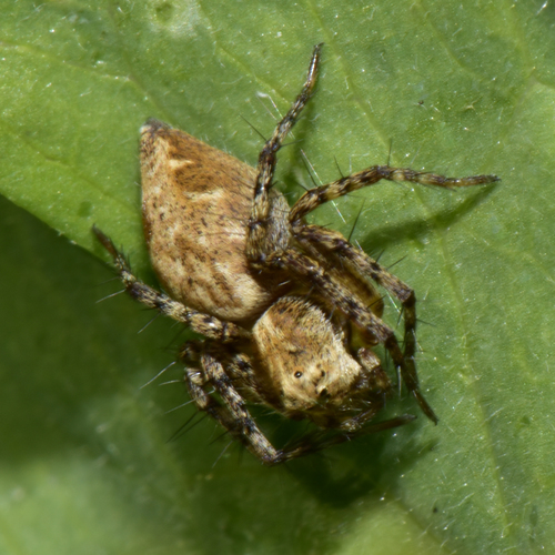 Western Lynx Spider reference