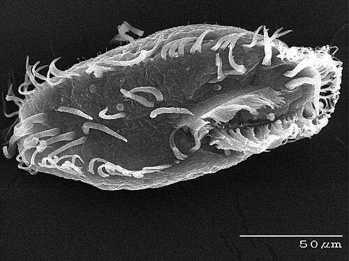 Oxytricha trifallax reference