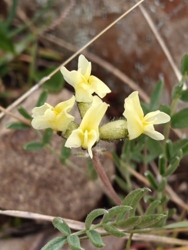 White Locoweed reference