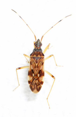 Dirt-colored Seed Bug reference