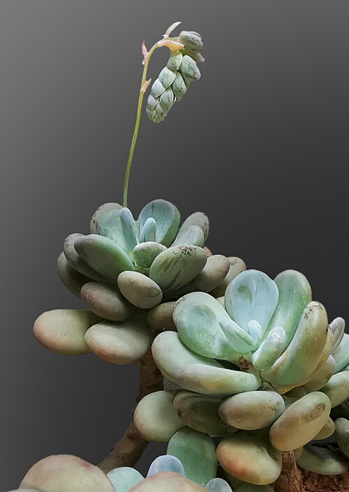 Moonstones reference