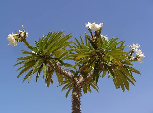 Madagascar Palm reference