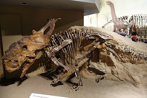 Pachyrhinosaurus reference