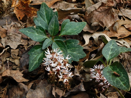 Allegheny Spurge reference