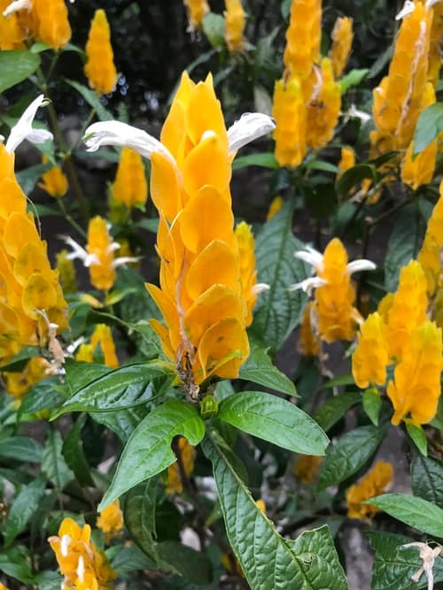 Golden Shrimp Plant reference