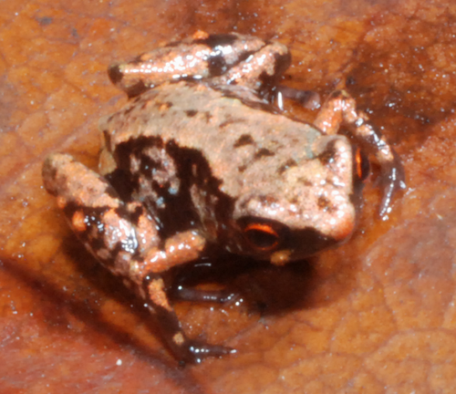 Swift's Papua Frog reference