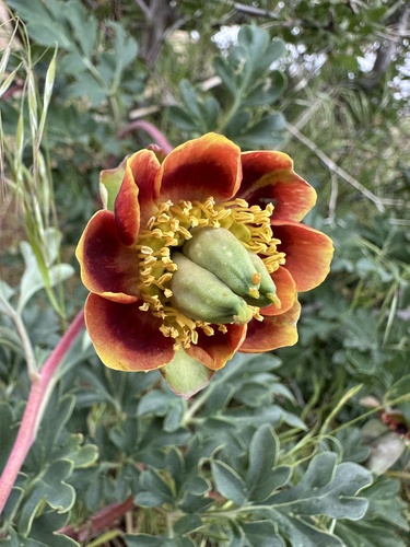 Western Peony reference