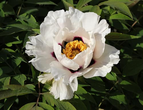 Tree Peony reference