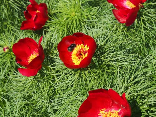 Fernleaf Peony reference