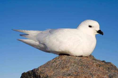 Snow Petrel reference