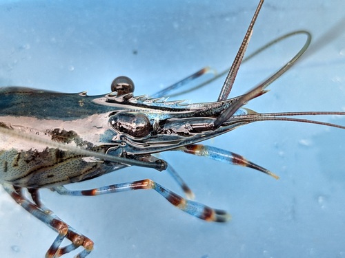 Common Prawn reference