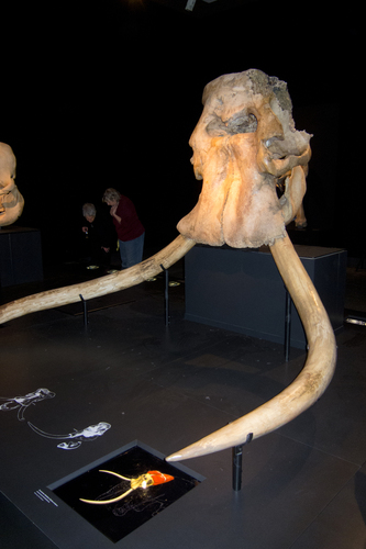 Straight-Tusked Elephant reference