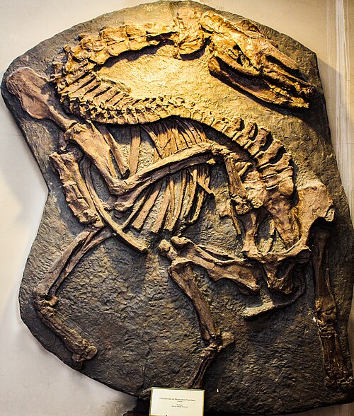 Lesser Palaeothere reference