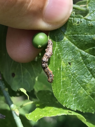 Spring Cankerworm Moth reference