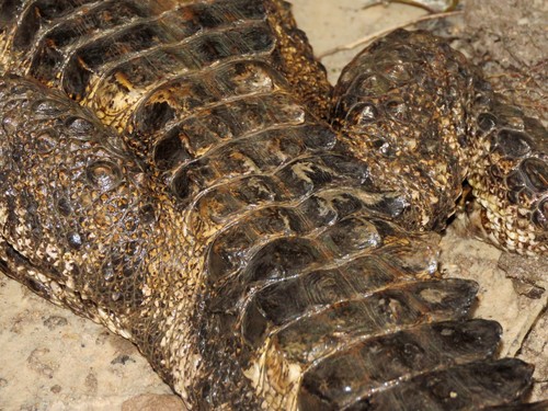 Smooth-fronted Caiman reference