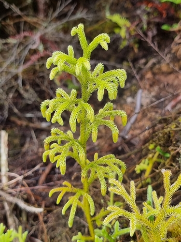 Nodding Clubmoss reference
