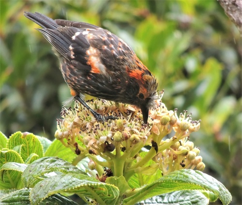 ʻĀkohekohe reference