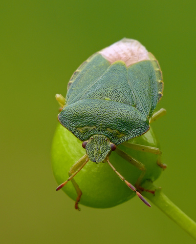 Green Shieldbug reference