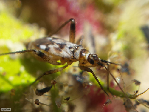 Northern Dewstick Bug reference