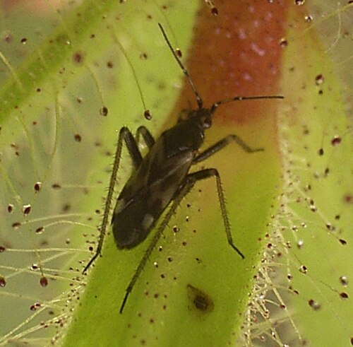 Roridula Bug reference