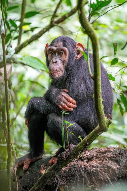 Chimpanzee reference