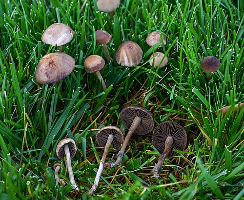 Lawn Mower's Mushroom reference