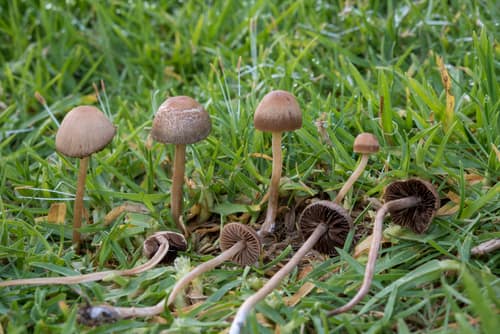 Turf Mottlegill reference