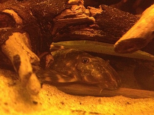 Clown Pleco reference