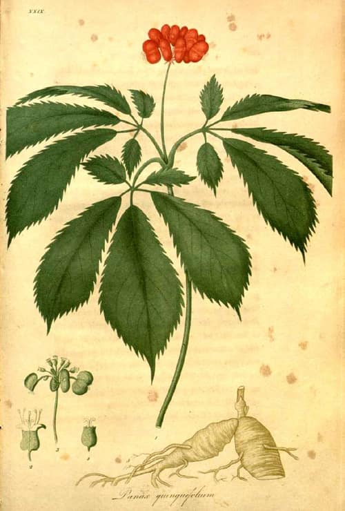 American Ginseng reference